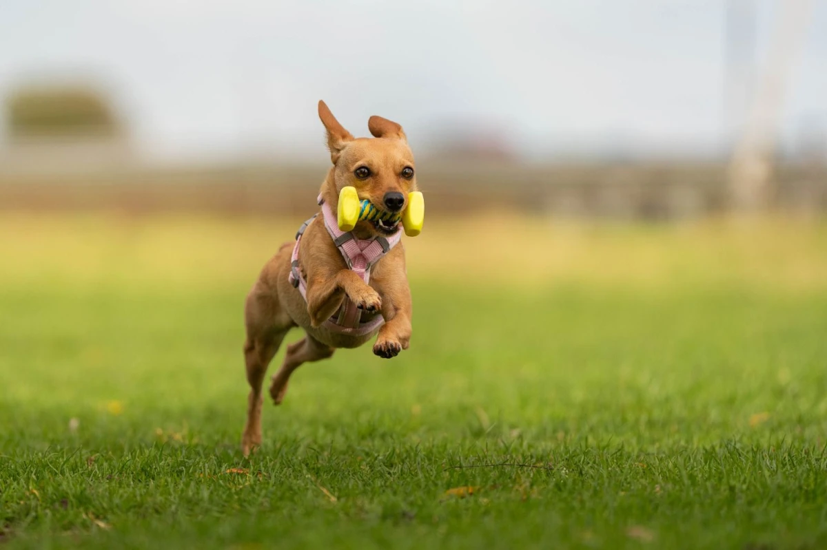 photo - N&N Dogtrainers