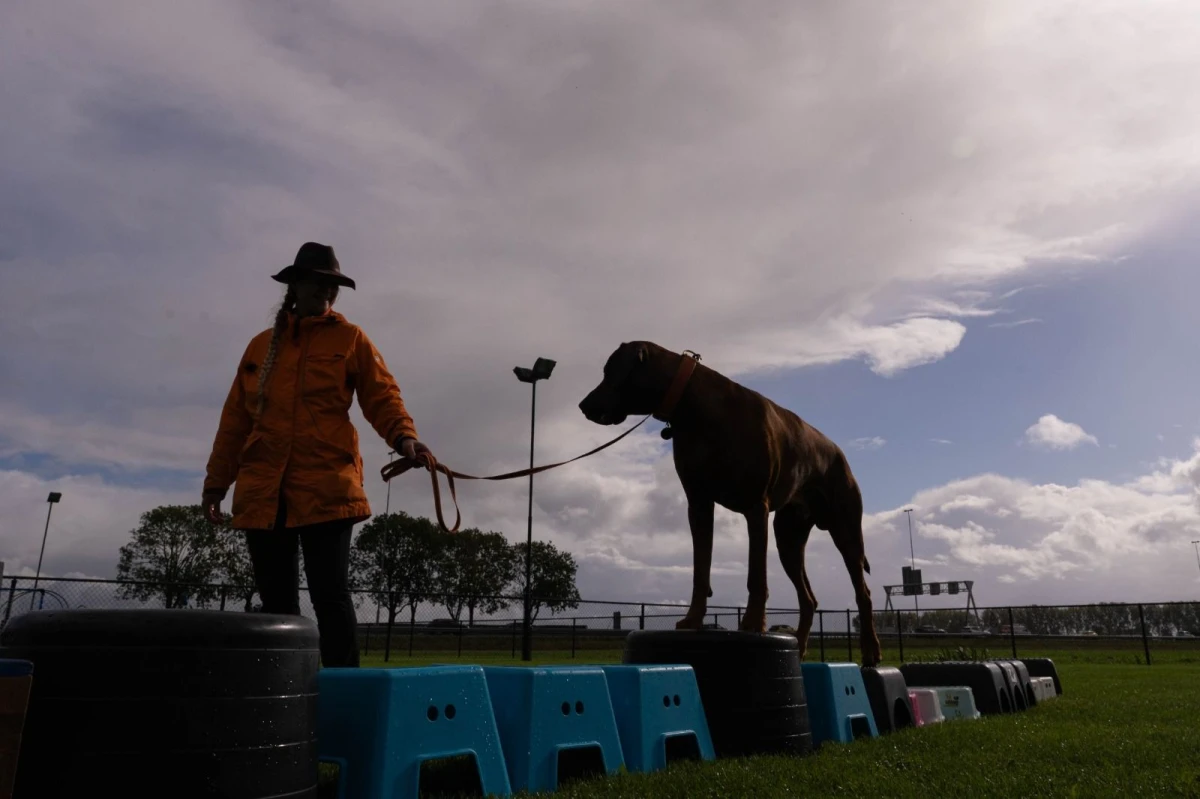 photo - N&N Dogtrainers