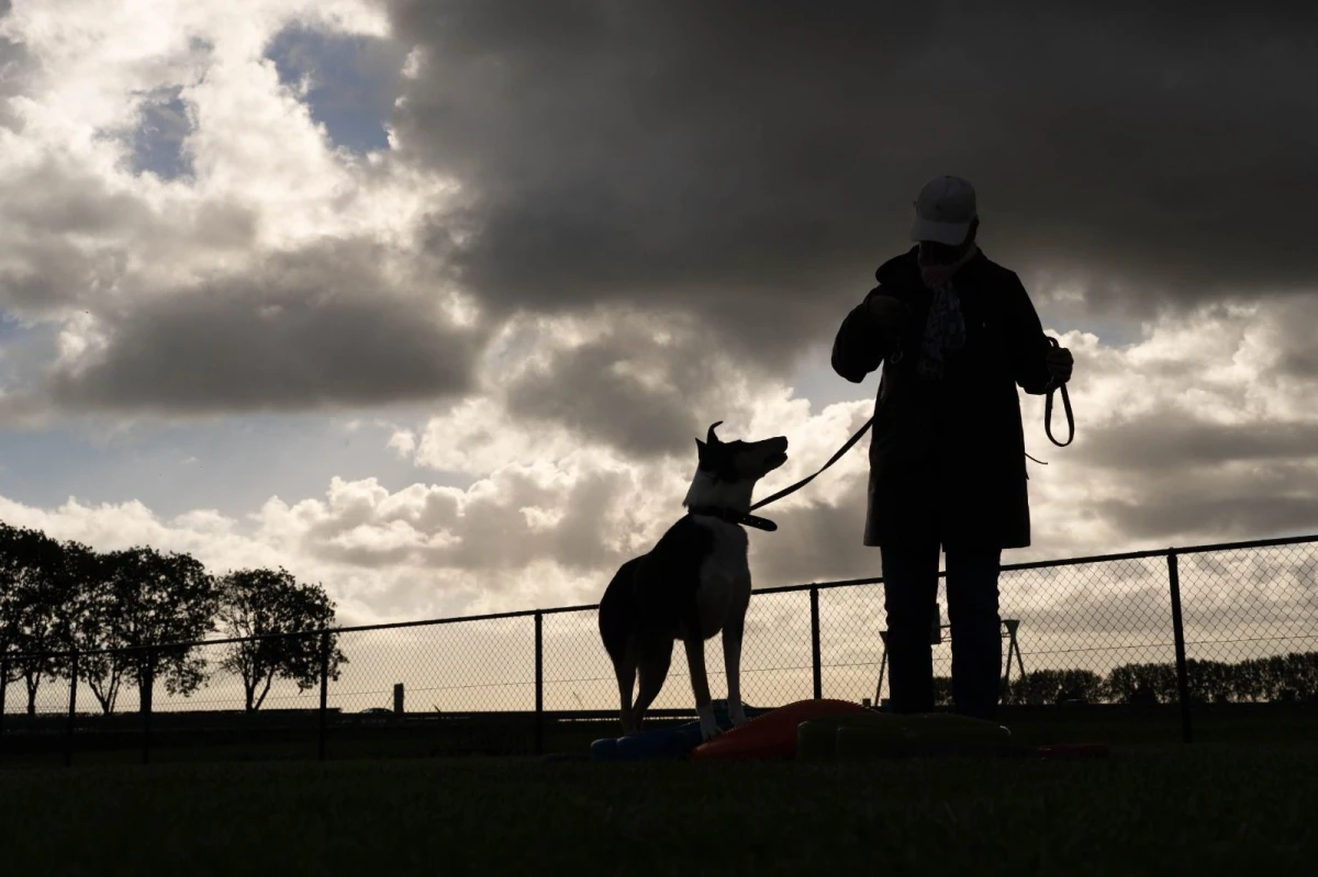 photo - N&N Dogtrainers