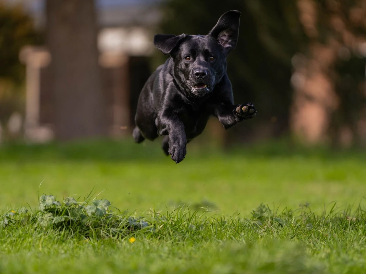 photo - N&N Dogtrainers